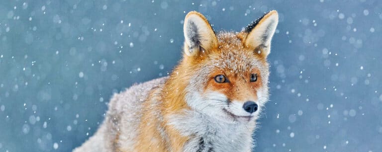 Renard Roux